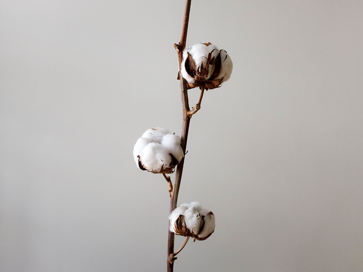 Cotton Cotton